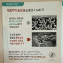 로바인 | 아기 유산균 추천 고민된다면? 그로우랩 데이프로바 후기