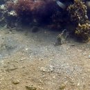 덕산매립장 이미지