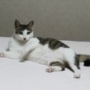 그루밍:담 이미지