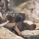 봉화산장 | 생생정보 순천 산닭구이 능이백숙 옻닭 식당 봉화산장 택배 포장 주문 가격 예약 문의 연락처 설마그럴리가