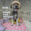 배방동물병원 | 탕정동물의료센터 쓸개골 수술 비용·경험 리뷰