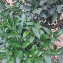 대유농장 이미지