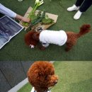 런던플라워앤가든