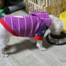 애견용품 할인매장 이미지