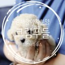김해 강아지분양 베베몽 | 김해 강아지분양 후기 최고의 선택