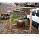 잎새바람 이미지