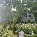 리베볼 | [대구근교 장미 볼만한곳] 리베볼 장미시즌 방문후기