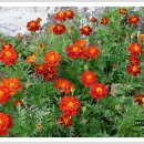 메리골드 이미지