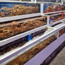 동남호대게 이미지