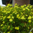 노란풍선 이미지