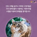 고양이 수염 이미지