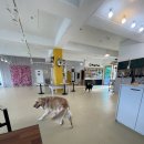 도그파우 이미지