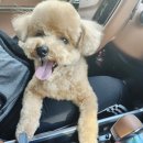 리틀레이첼 이미지