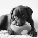 리버동물의료센터 이미지