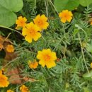 산과 들의 약용식물 이미지