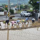 [2025.06.14]- 원당공소 다랭이논 모심기행사 / 전통방식 모심기 이미지