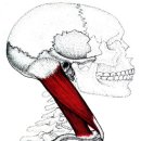 흉쇄유돌근(sternocleidomastoid muscle) 이미지