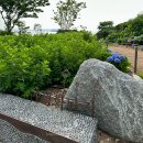 외양포공영주차장 | 7월 부산가볼만한곳 수국맛집 외양포야생화단지 개화상황