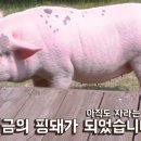 핑돼