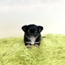 창원강아지분양 헬스독 애견입양 말티푸들포메라니안미니비숑 | 부산 강아지분양 부산강아지분양 헬스독 애견입양 말티푸들포메라니안미니비숑