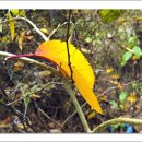 매헌초등학교 이미지