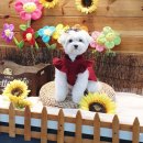 댕댕라운지 이미지