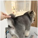 우아댕댕 | 배곧배냇미용 우리 아이를 위한 특별한 배곧의 우아댕댕 체험기