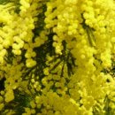 미모사패션 이미지