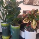 헤어바이헤라 이미지