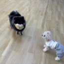 어썸 강아지 호텔 & 목욕 이미지