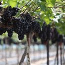 대송농장 이미지