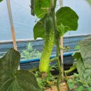 가나안농장2농장 이미지