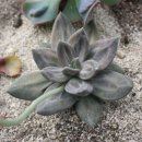 싱싱다육그린원 이미지