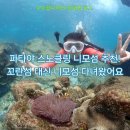 조우투어 | 태국여행｜파타야 스노클링 추천, 니모섬 투어 솔직 후기