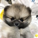 뽀시래기 이미지