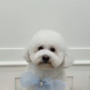 오늘도 뽀송하개 이미지