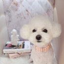 하니 그루밍( Hani Grooming) 이미지