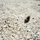 홍조바다 이미지