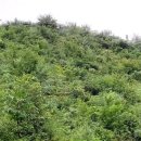 다래와 잣나무 이미지