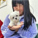 펫퍼스트 24시 강아지분양고양이분양 용인점 이미지