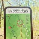 자작나무쉼터 | 강원도 인제 자작나무숲 트레킹 코스 추천 (원대리 탐방 후기)
