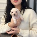 꼬마애견샵 | 대구애견샵후기 제일 청결한 아이러브독대구점
