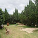 🌲구례🌳🌿 천개의 향나무 숲 (조금 아쉬운 후기, 준비물)