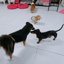 개라다이스 이미지