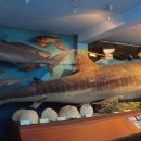 땅끝해양자연사박물관 이미지