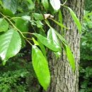 오리나무 이미지