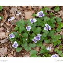 종지나물(Viola sororia) 이미지