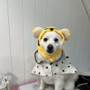 포레스트 펜션 | 완주 반려견 동반 독채펜션 댕댕포레스트 후기 🐶