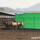 성환엘크사슴농장 이미지