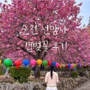 선암사 | 순천 선암사 겹벚꽃 개화시기 실시간 주차장 꿀팁 후기